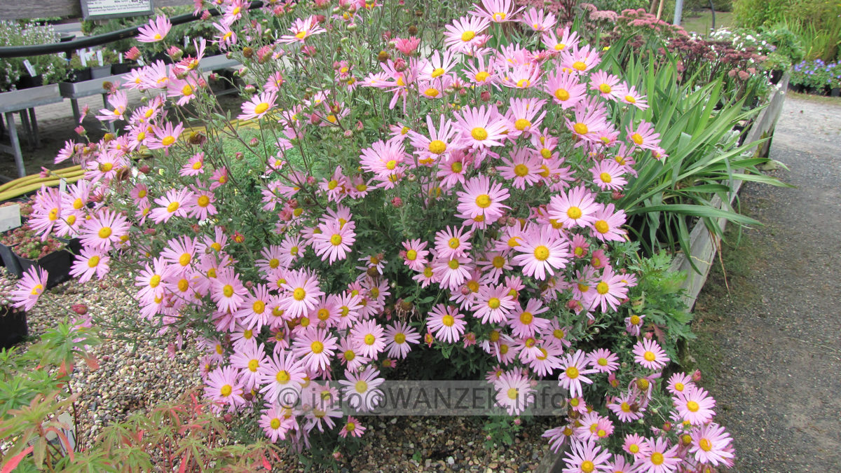 Chrysanthemum arcticum Roseum1.JPG